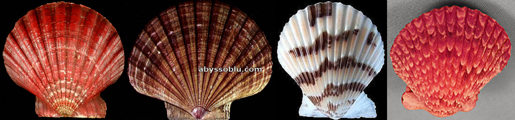 shellsformr.charlie.jpg